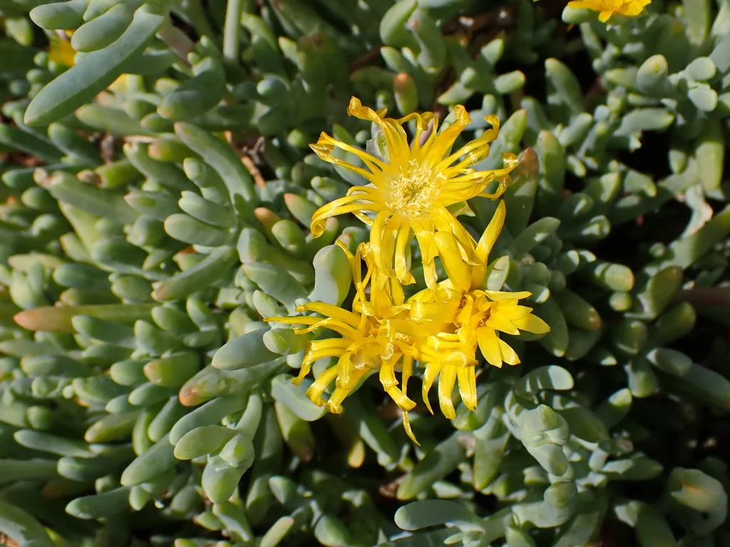 Malephora Lutea