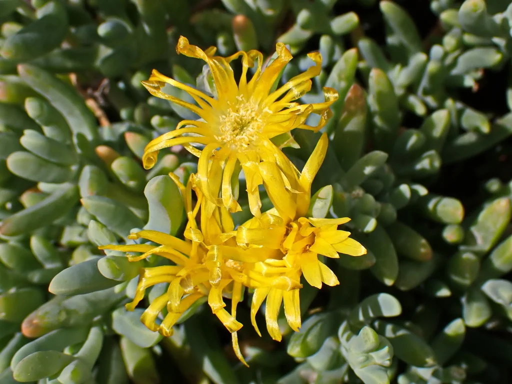 Malephora Lutea