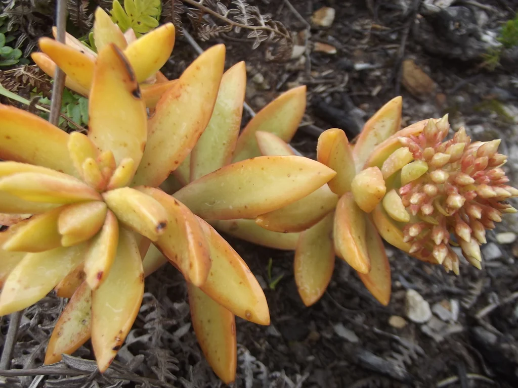 Sedum Nussbaumerianum