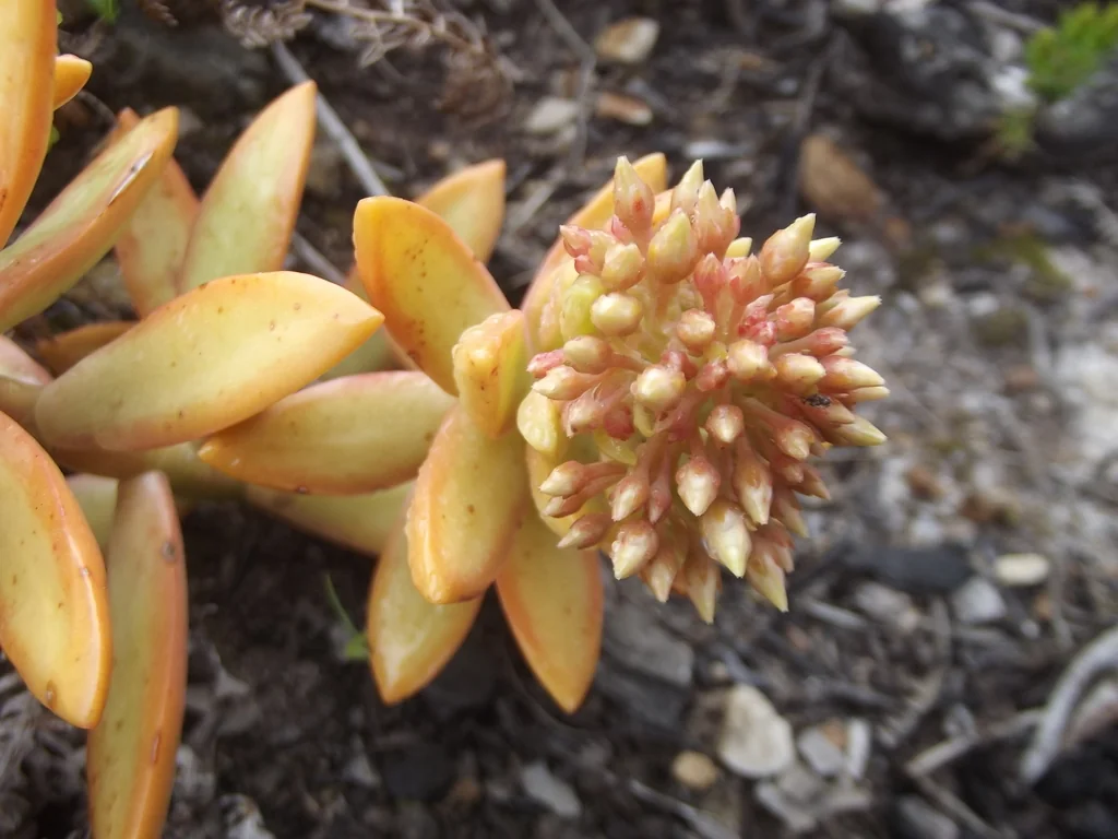 Sedum Nussbaumerianum