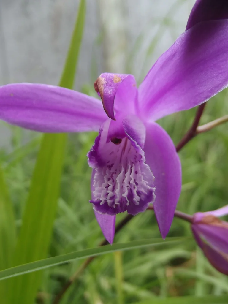 Bletilla Striata