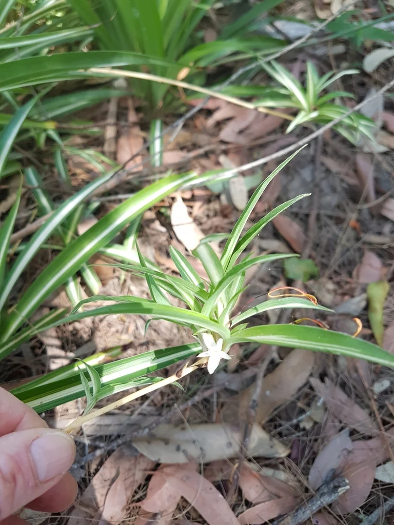 Chlorophytum comosum