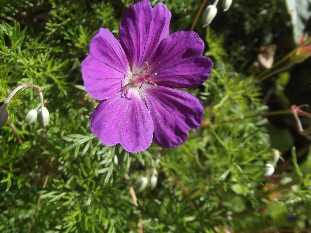 Geranium Incanum
