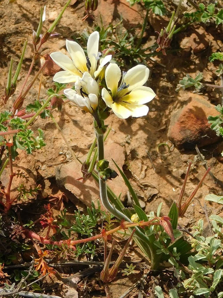 Babiana Stricta