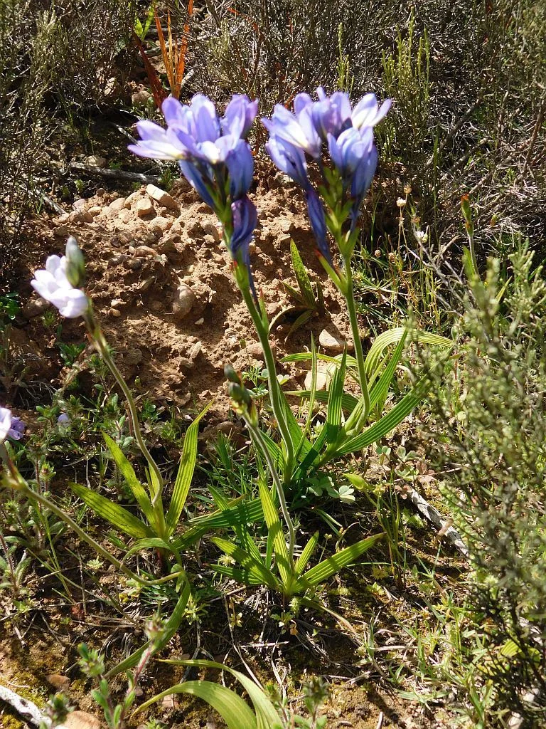 Babiana Stricta