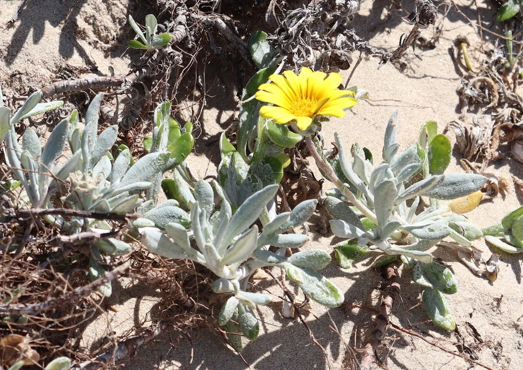 Gazania Rigens Leucolaena