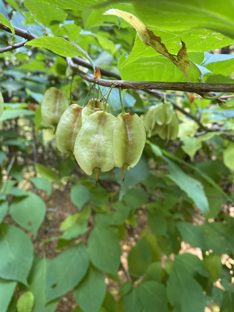 Halesia Carolina