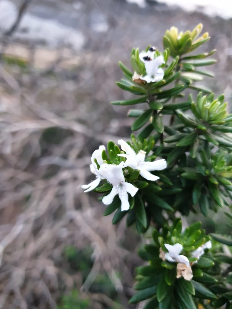Westringia fruticosa