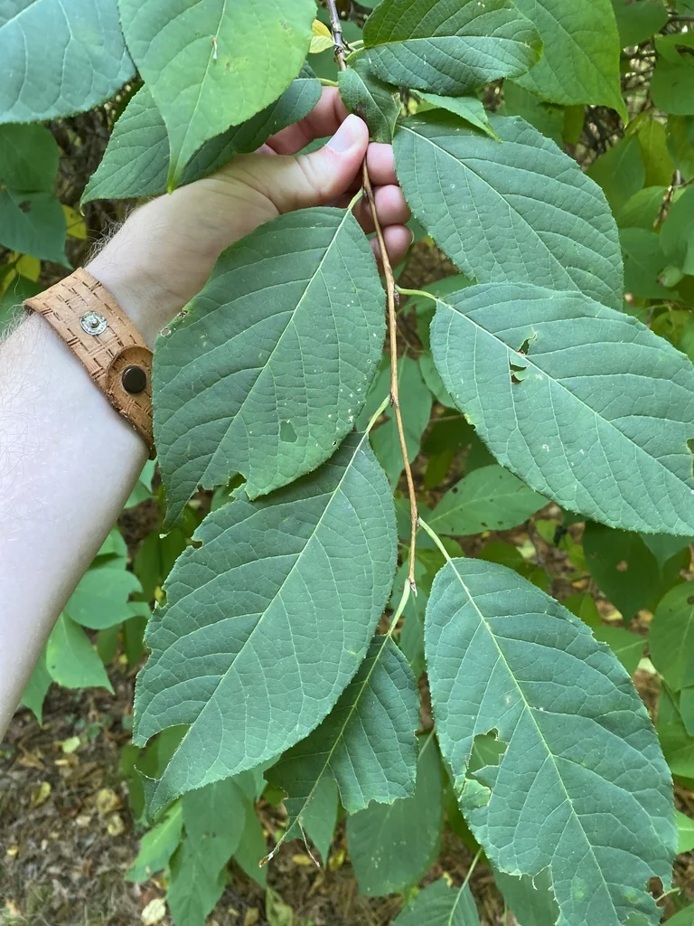 Halesia Carolina