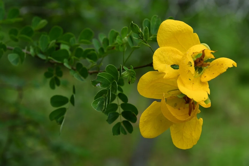 Senna Wislizenii