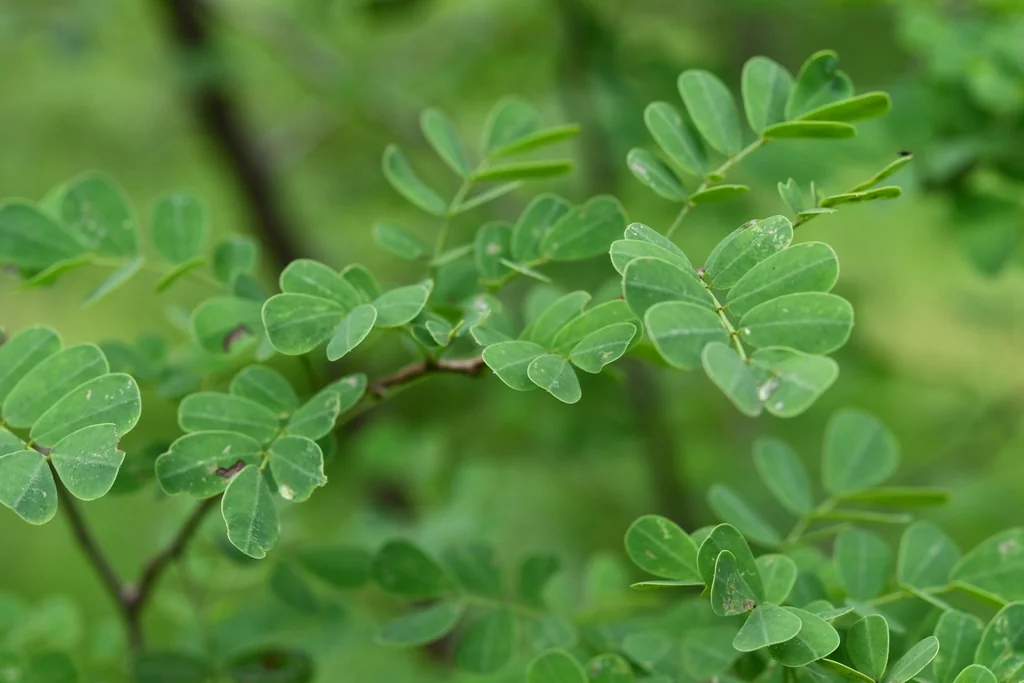 Senna Wislizenii
