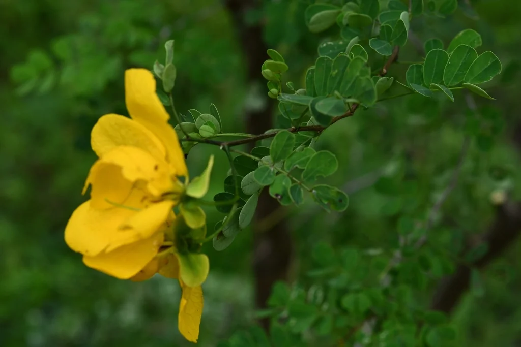 Senna Wislizenii