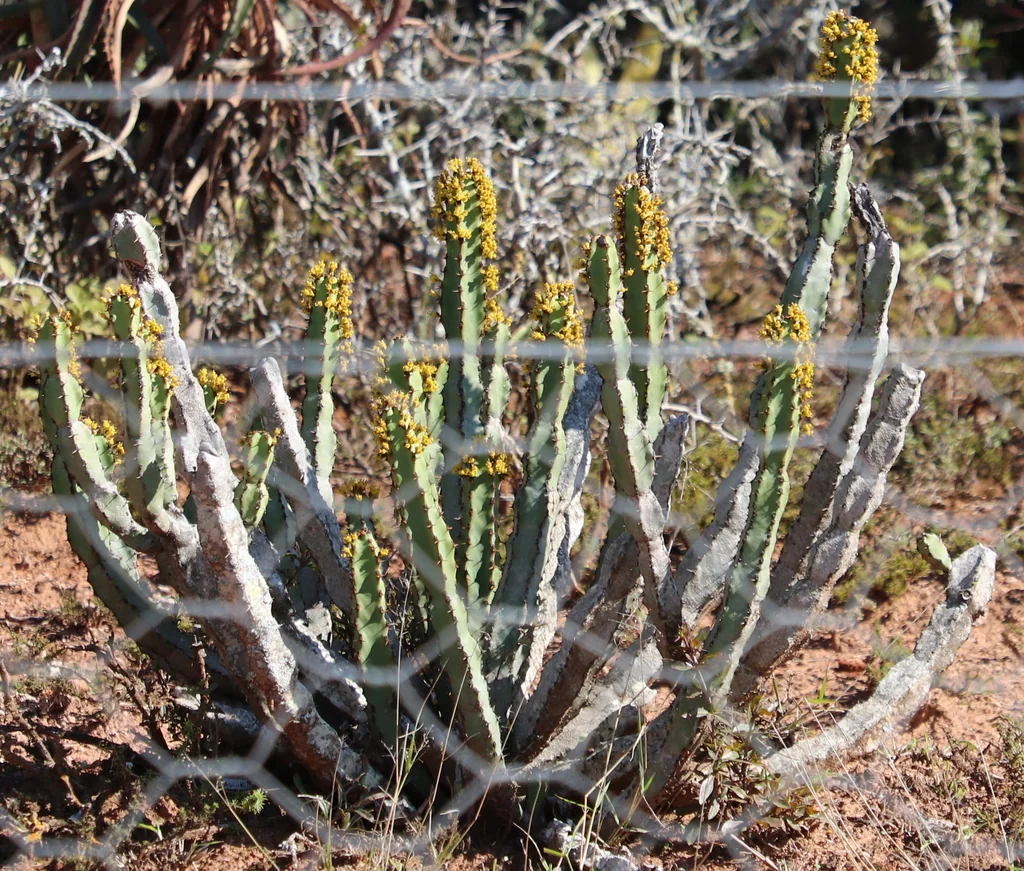 Euphorbia Coerulescens