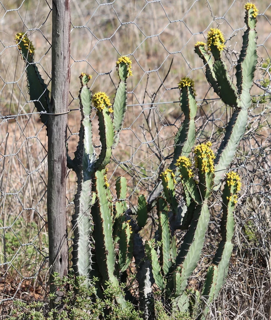 Euphorbia Coerulescens