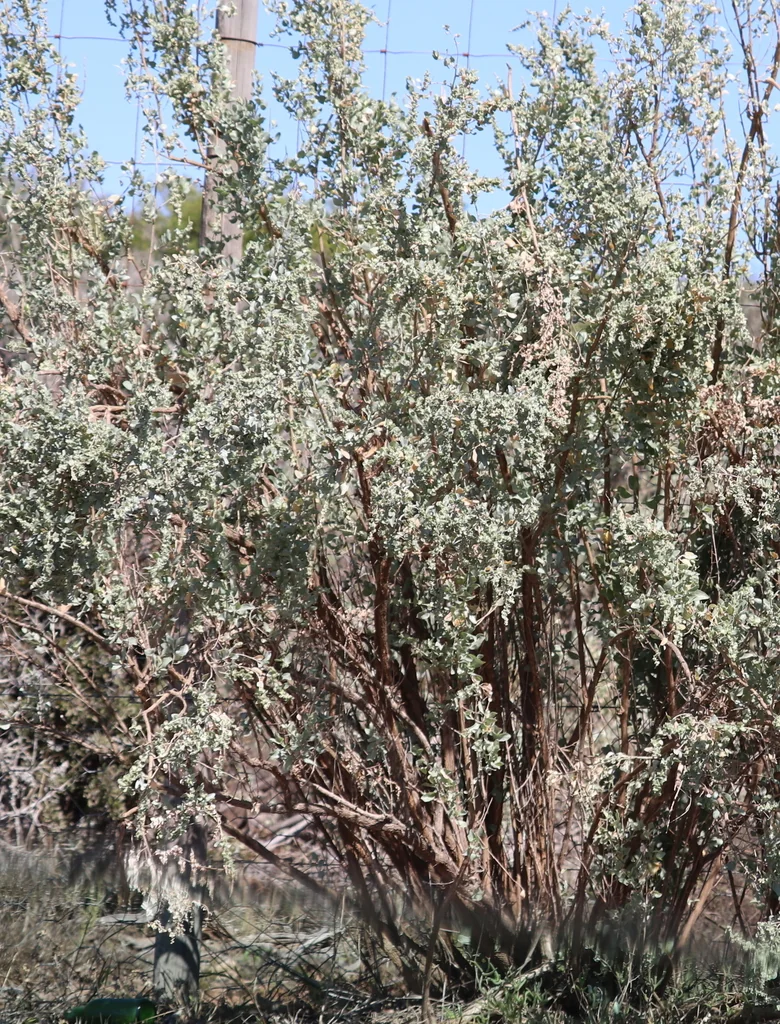 Atriplex Nummularia