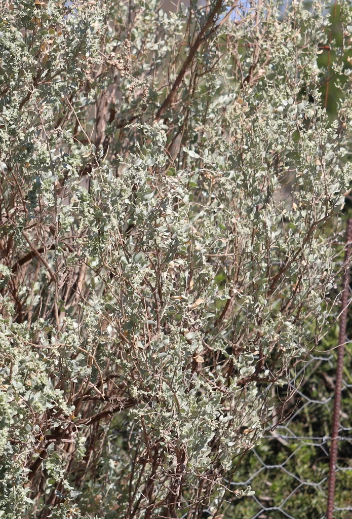 Atriplex Nummularia