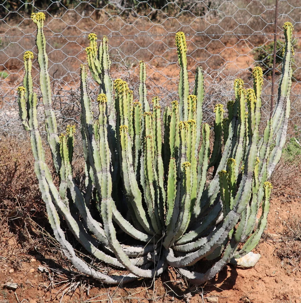 Euphorbia Coerulescens
