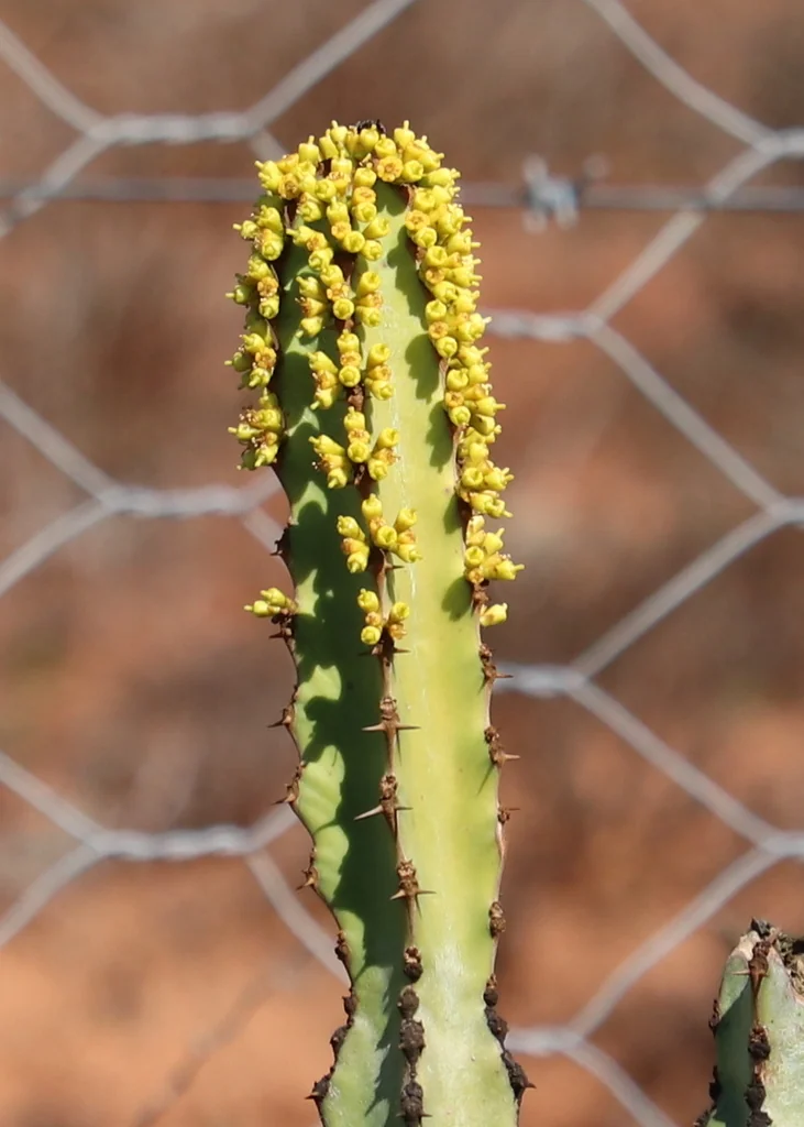Euphorbia Coerulescens
