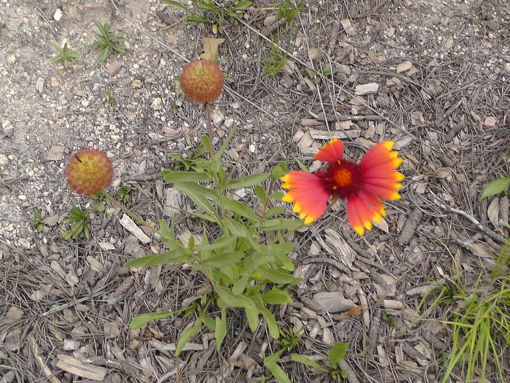 Gaillardia X Grandiflora