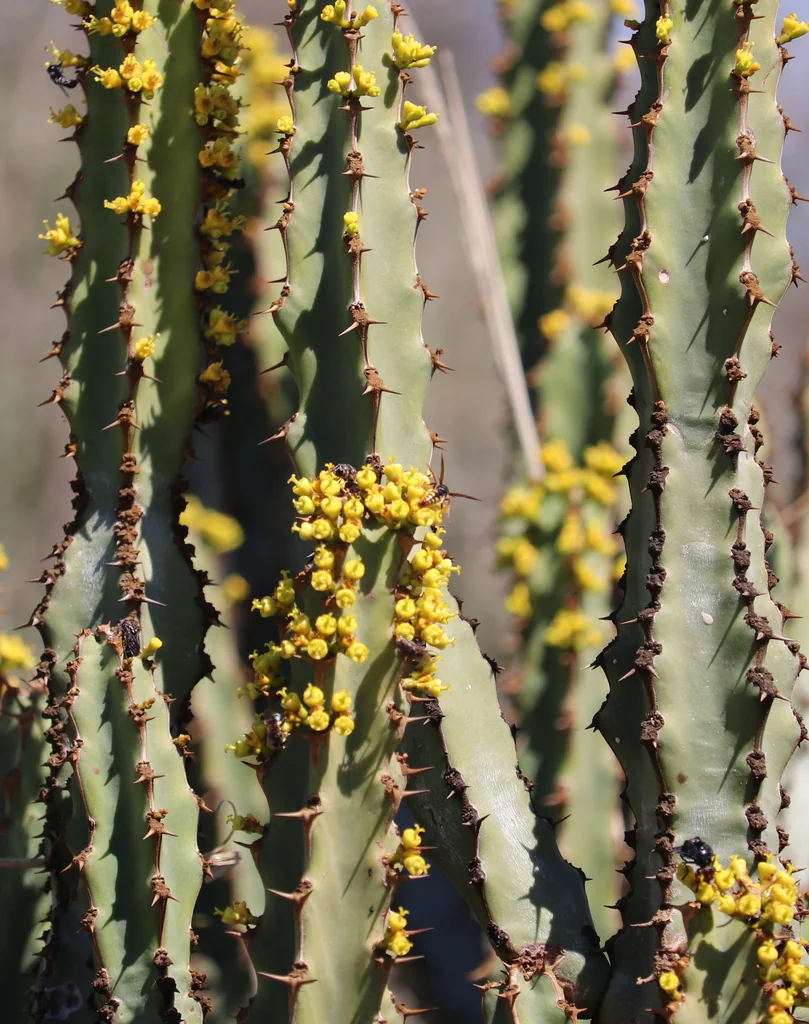 Euphorbia Coerulescens