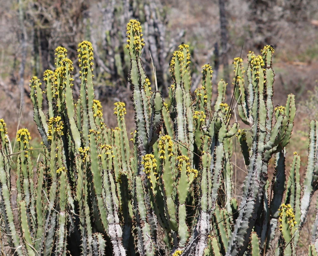 Euphorbia Coerulescens