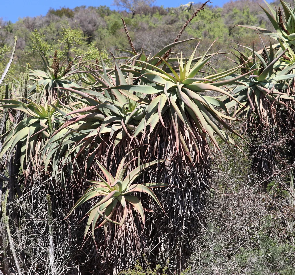 Aloe Speciosa