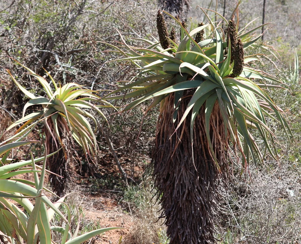 Aloe Speciosa