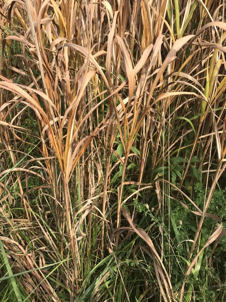 Miscanthus Sacchariflorus
