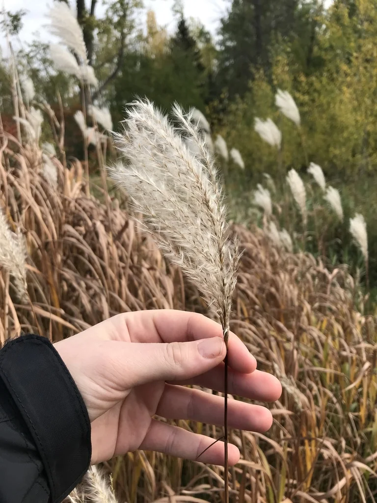 Miscanthus Sacchariflorus