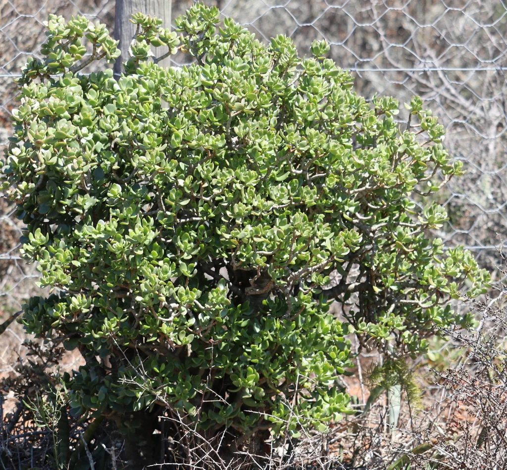 Crassula Ovata