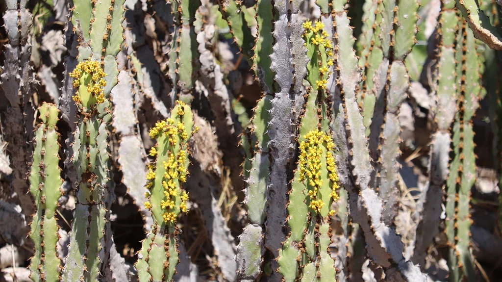 Euphorbia Coerulescens