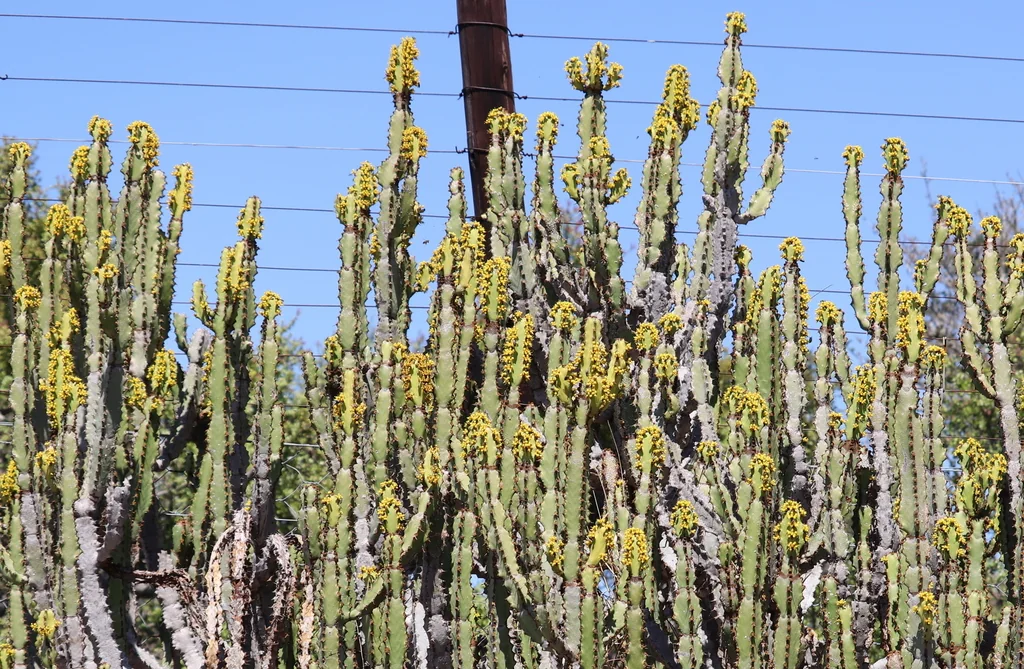 Euphorbia Coerulescens