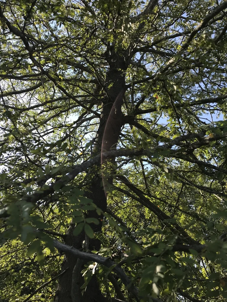Gleditsia Triacanthos Inermis