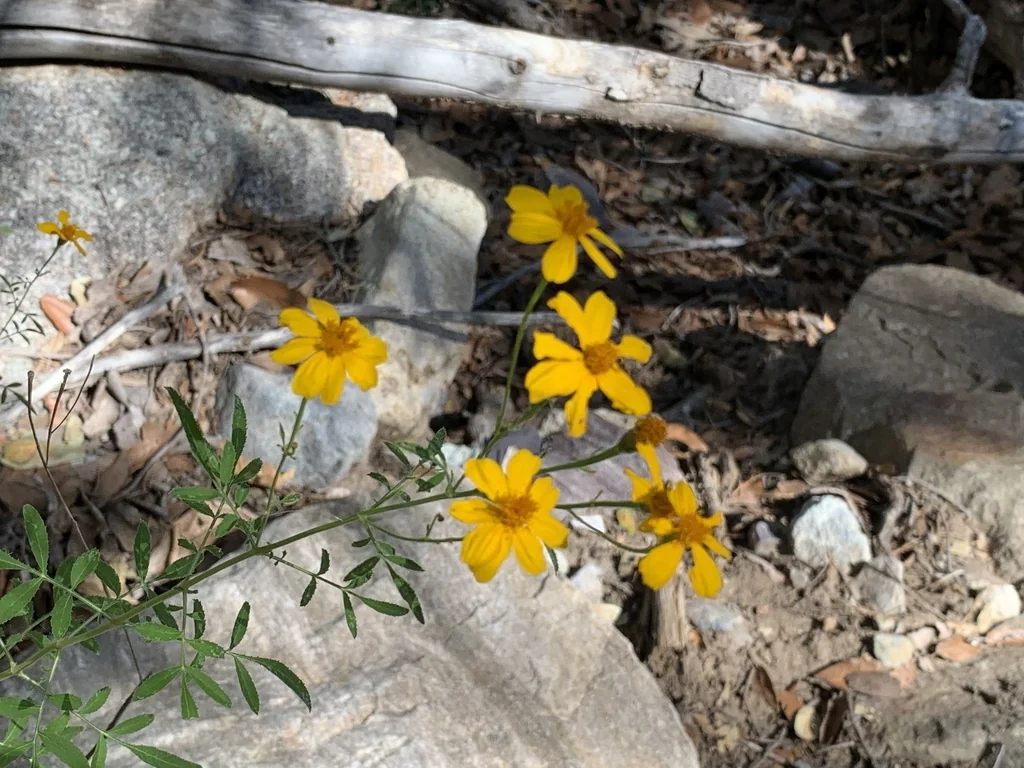 Tagetes Lemmonii