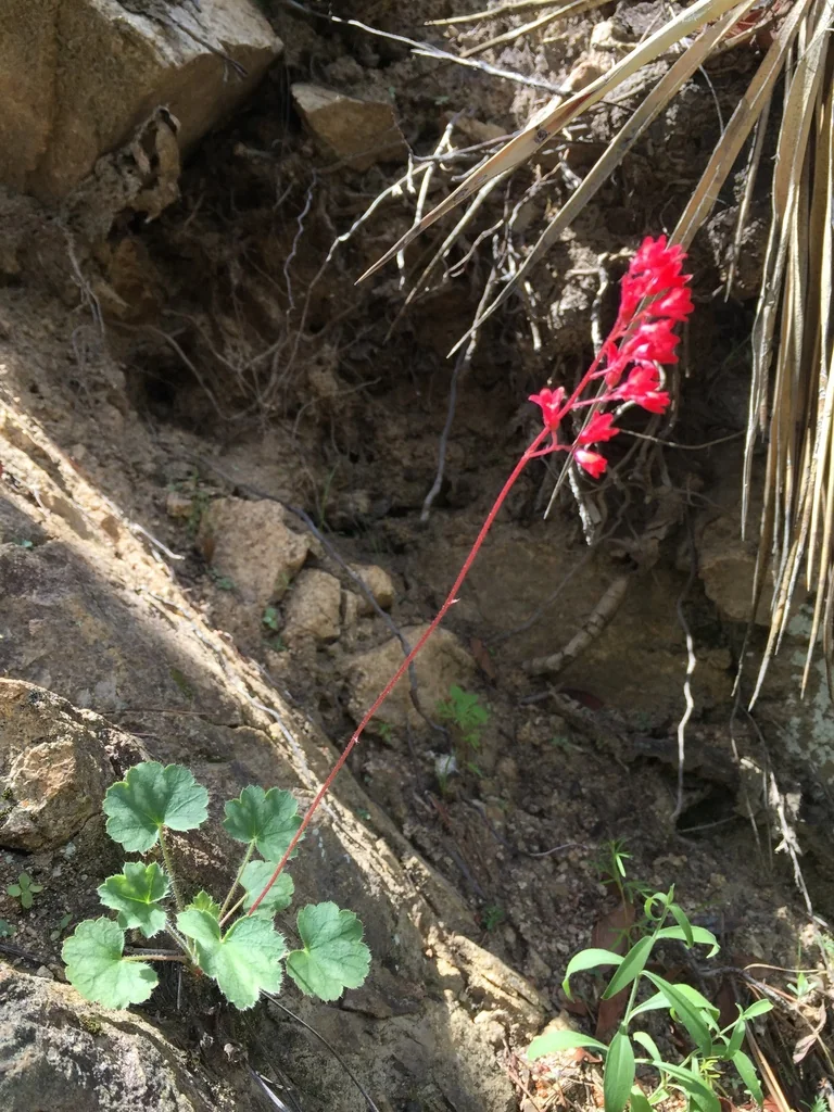 Heuchera Sanguinea