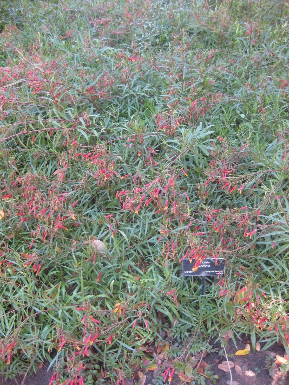 Red Mexican Lobelia (Lobelia Laxiflora) — Regular pruning can help maintain its shape and encourage additional flowering; space plants approximately 18 inches