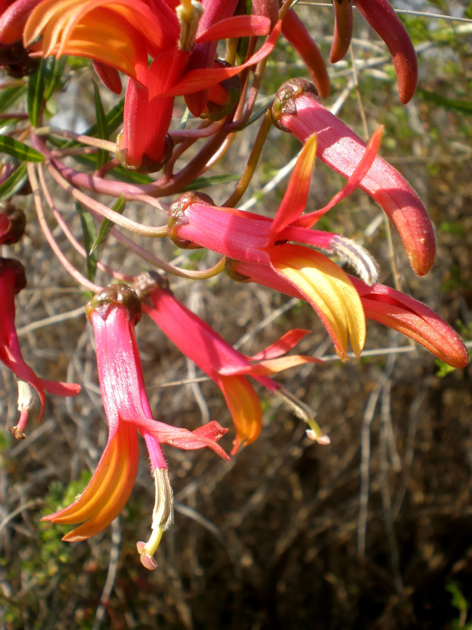 Red Mexican Lobelia (Lobelia Laxiflora) — Regular pruning can help maintain its shape and encourage additional flowering; space plants, image 61
