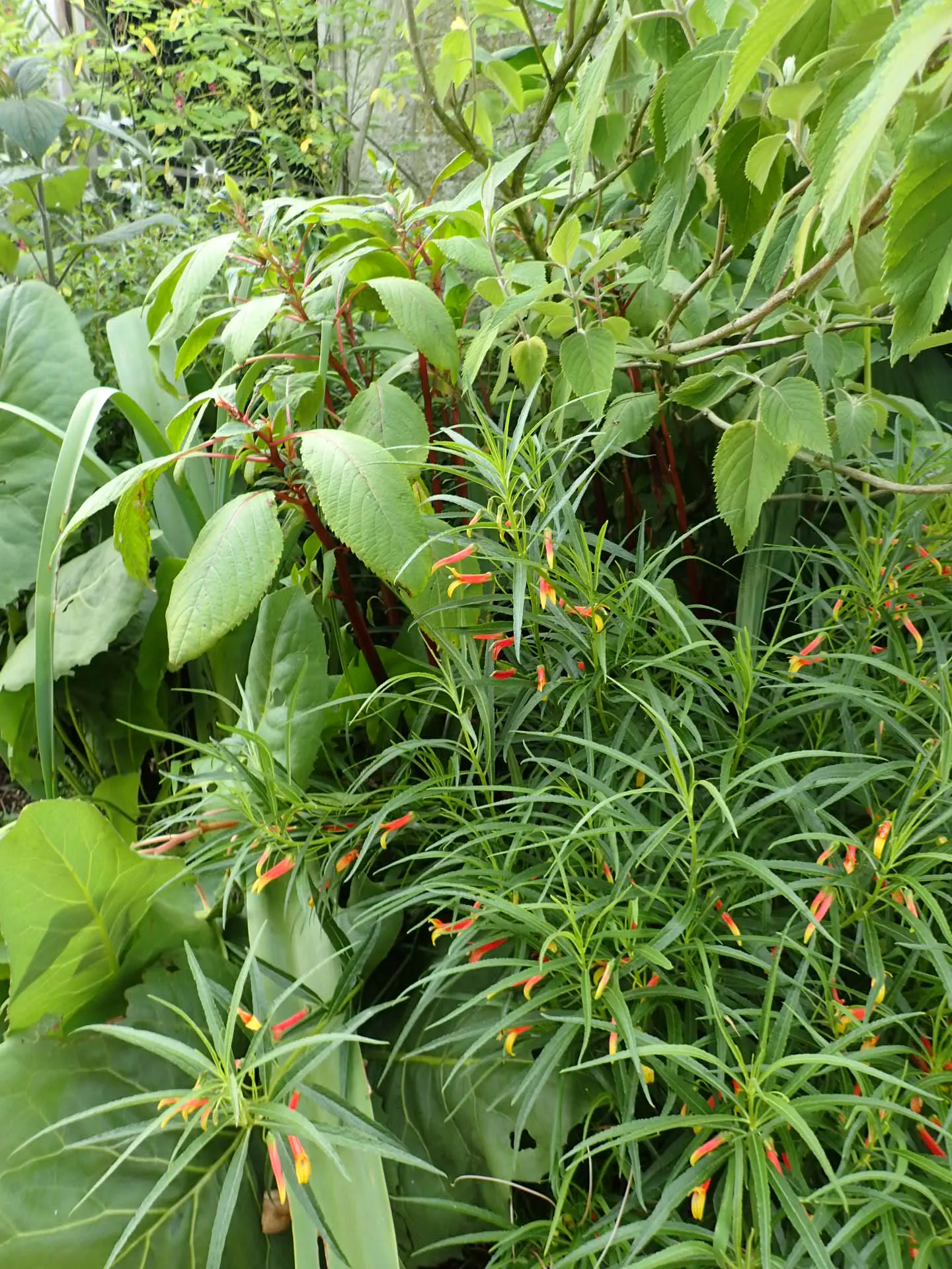 Red Mexican Lobelia (Lobelia Laxiflora) — perennial with orange and red blooms