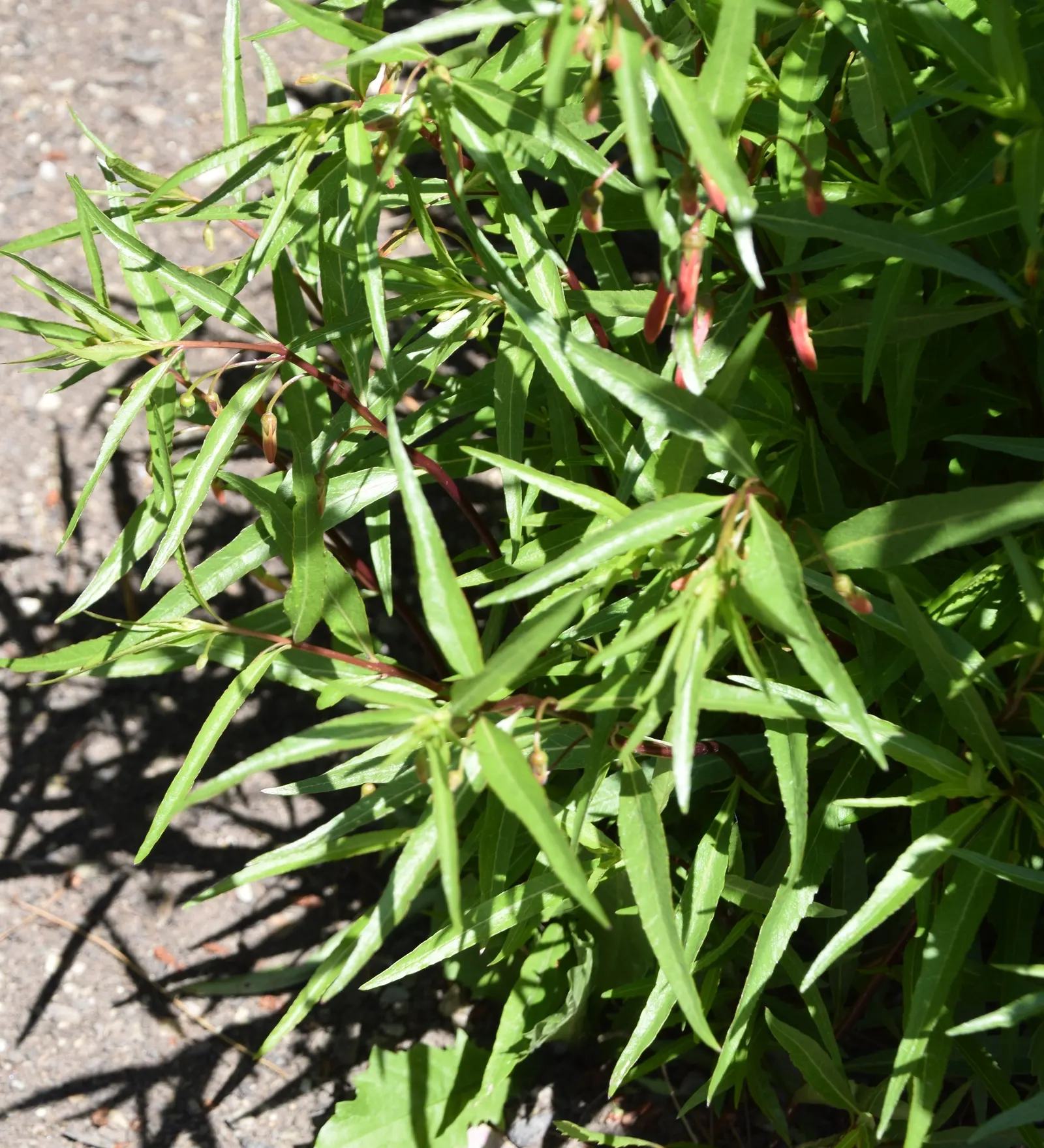Red Mexican Lobelia (Lobelia Laxiflora) — present a lively pageant from late spring through early fall