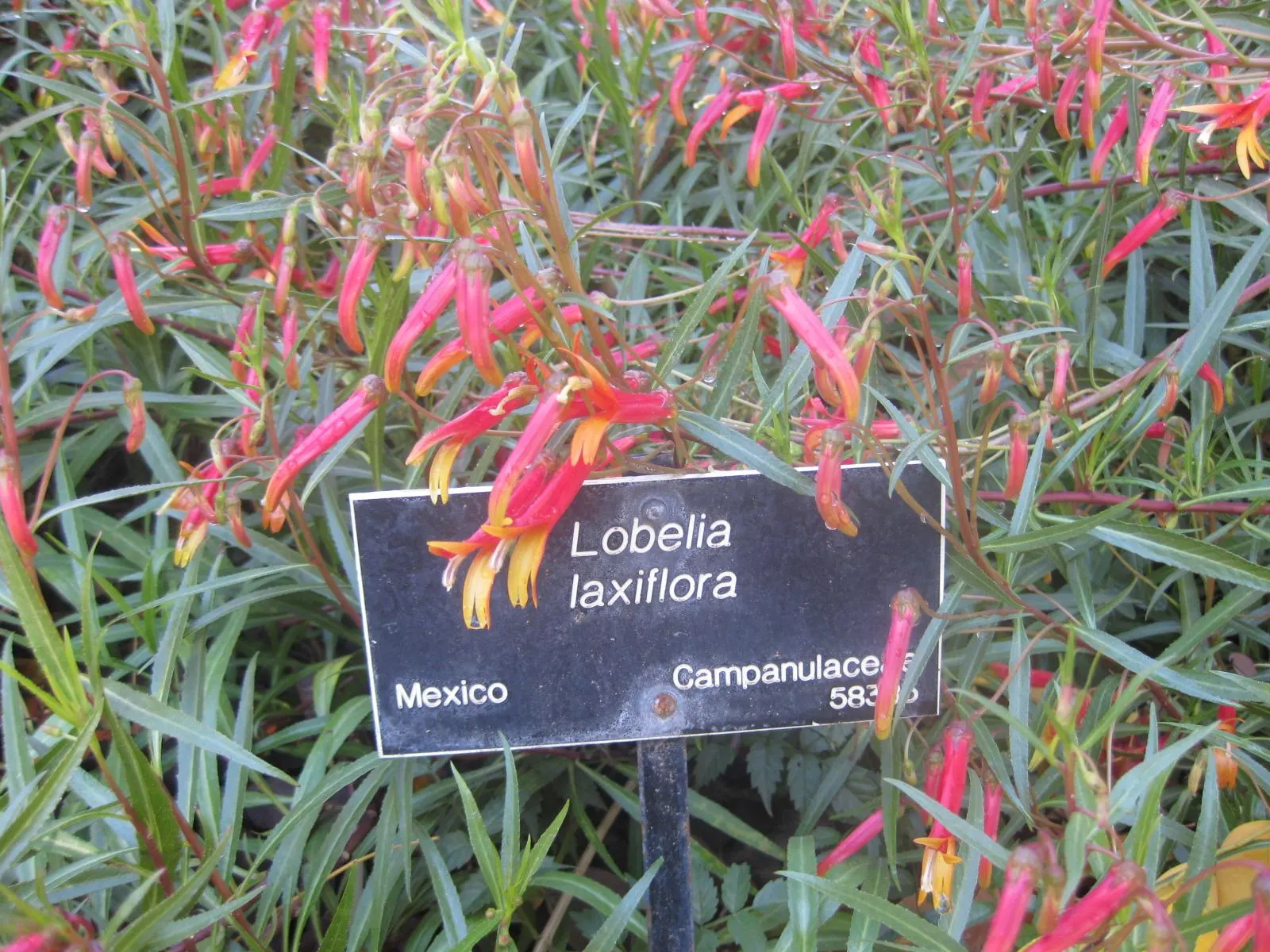 Red Mexican Lobelia (Lobelia Laxiflora) — Drought-tolerant once established, it blooms from early summer to fall, attracting hummingbirds
