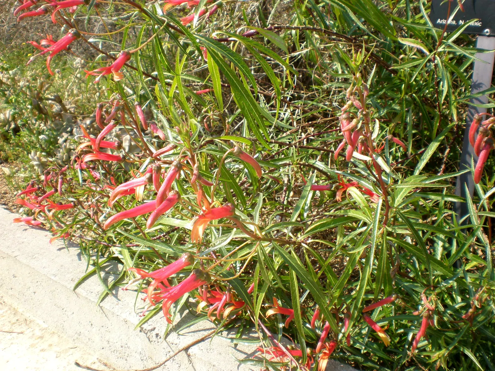 Red Mexican Lobelia (Lobelia Laxiflora) — tubular flowering perennial; hardy to USDA zones 7-11, it thrives in full sun to part shade and requires, image 67