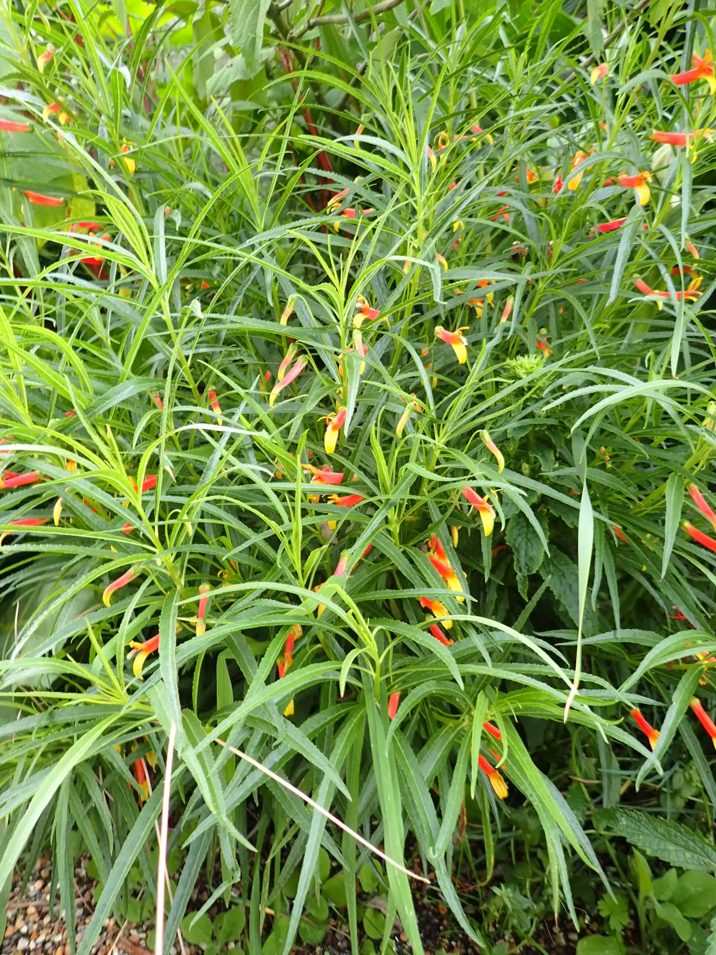 Red Mexican Lobelia (Lobelia Laxiflora) — It showcases fiery red-orange blooms with a yellow throat; the Red Mexican Lobelia's bright colors and ease of care