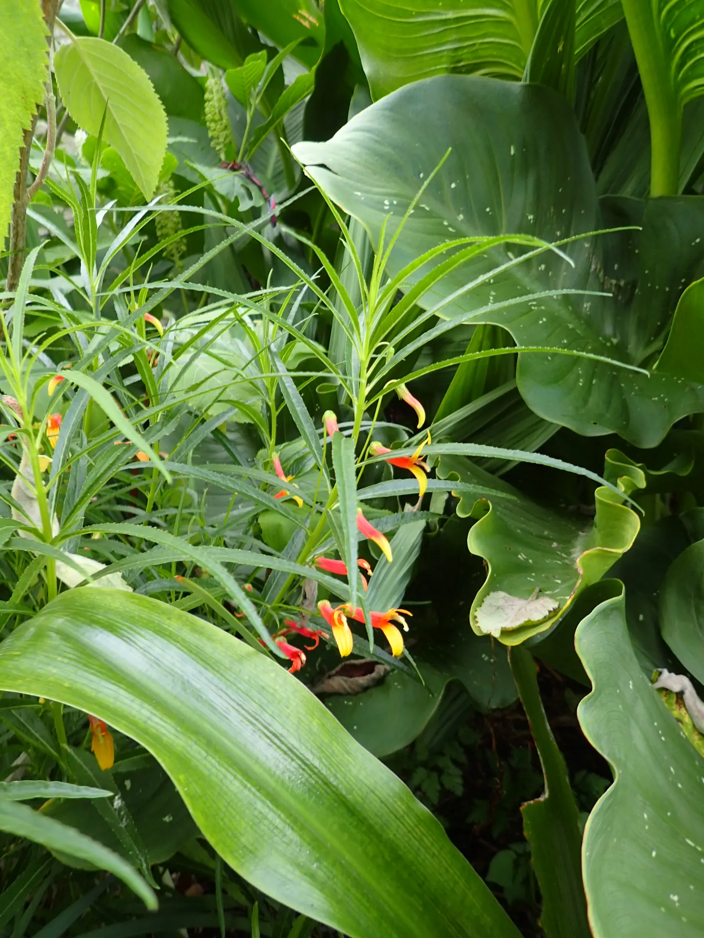 Red Mexican Lobelia (Lobelia Laxiflora) — The Red Mexican Lobelia's bright colors and ease of care render it an exquisite