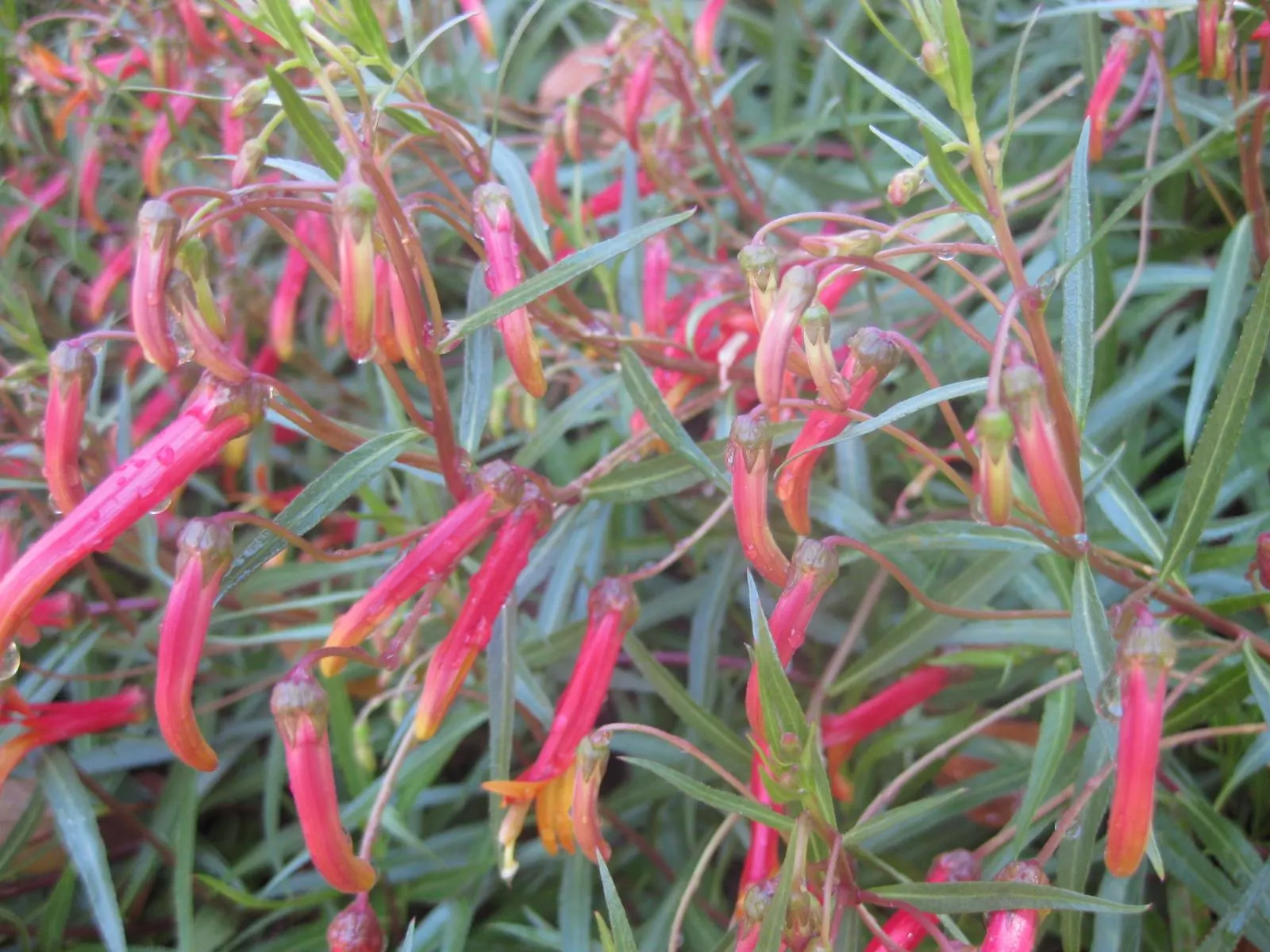Red Mexican Lobelia (Lobelia Laxiflora) — low-maintenance choice for the enthusiast desiring a touch of vivaciousness in their garden panorama