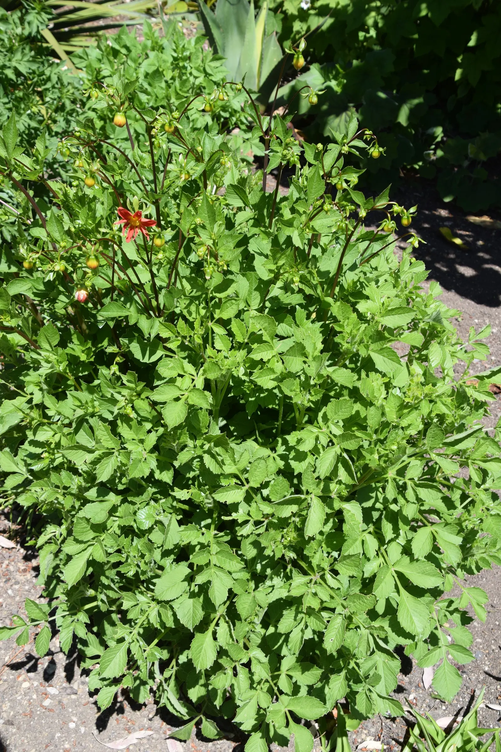 Red Mexican Lobelia (Lobelia Laxiflora) — Hardy to USDA zones 7-11, it thrives in full sun to part shade and requires well-draining soil; it, image 70