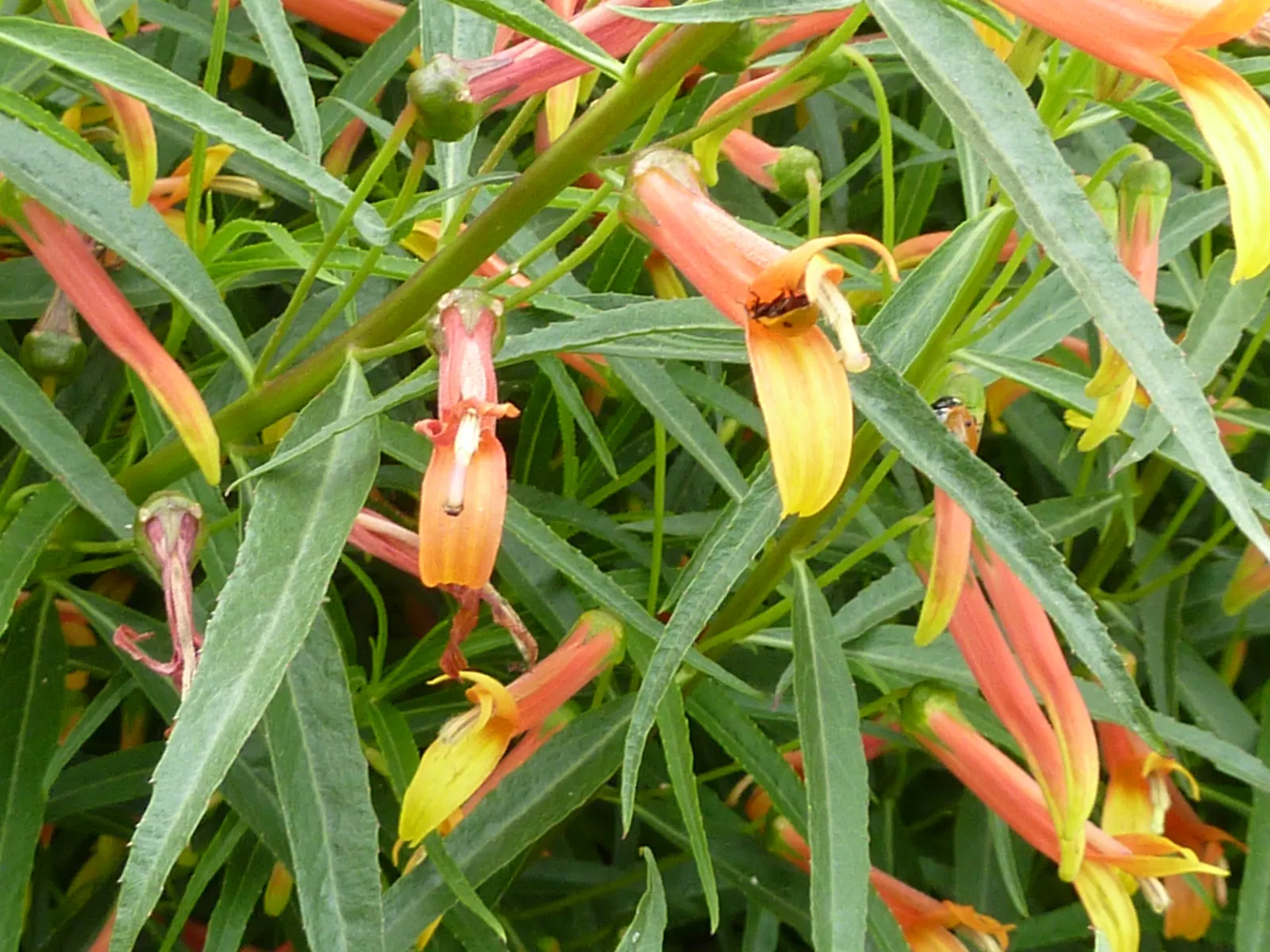 Red Mexican Lobelia (Lobelia Laxiflora) — low-maintenance choice for the enthusiast desiring a touch of vivaciousness in their garden panorama; orange and red