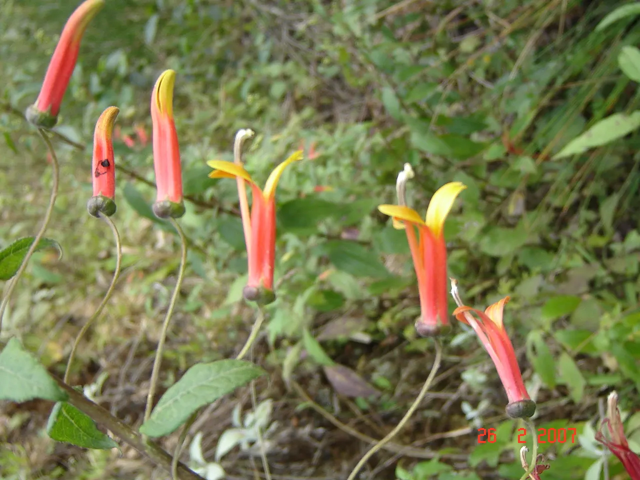 Red Mexican Lobelia (Lobelia Laxiflora) — reaching up to 3 feet in height; this lobelia species typically reaches 2 to 3 feet in height, image 68