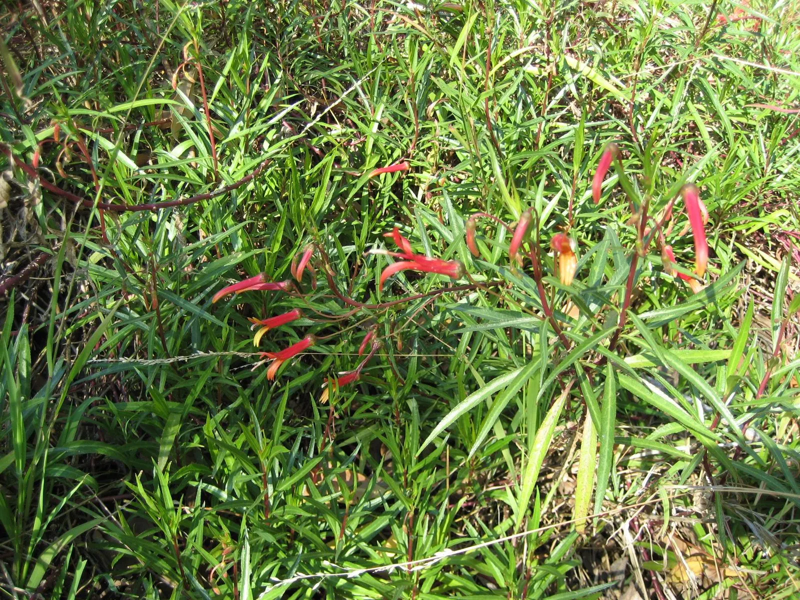 Red Mexican Lobelia (Lobelia Laxiflora) — slightly wild appearance in the landscape.<br><br>Favoring well-drained soil; attracting hummingbirds and beneficial