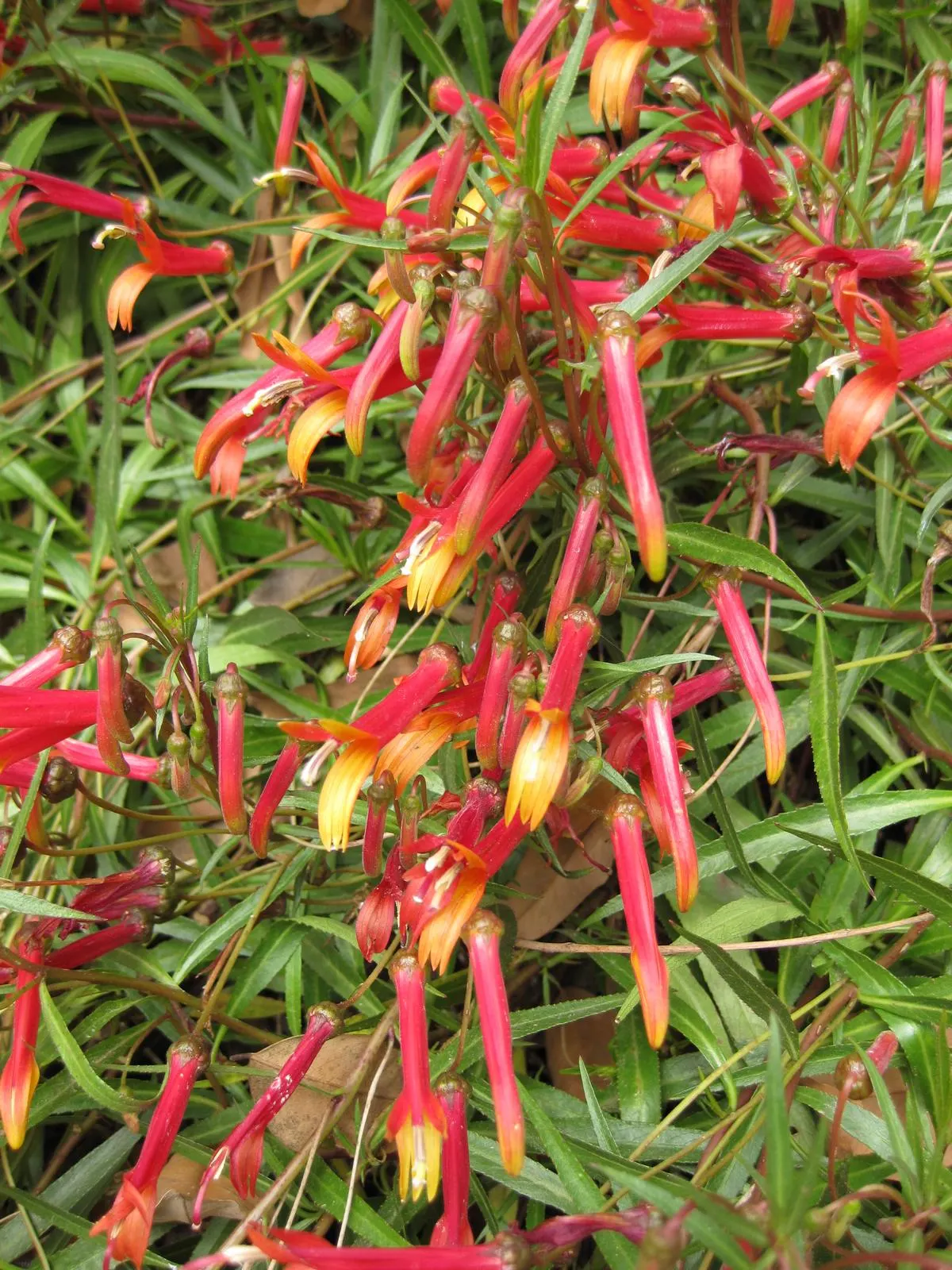 Red Mexican Lobelia (Lobelia Laxiflora) — Drought-tolerant once established, it blooms from early summer to fall, attracting hummingbirds; making, image 49