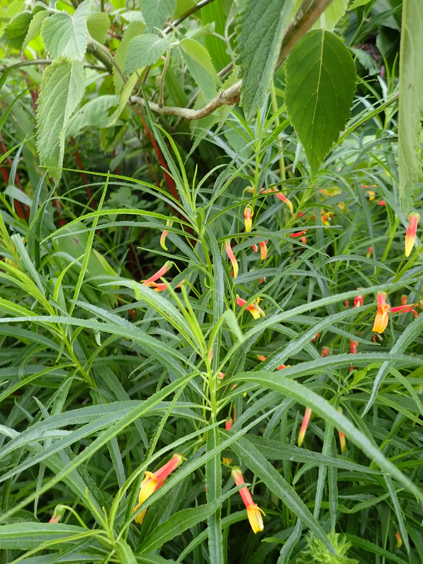 Red Mexican Lobelia (Lobelia Laxiflora) — predominantly red with yellowish interior throats; present a lively pageant from late spring through early fall